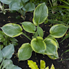 Hosta Rain Dancer