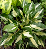 Hosta Revolution